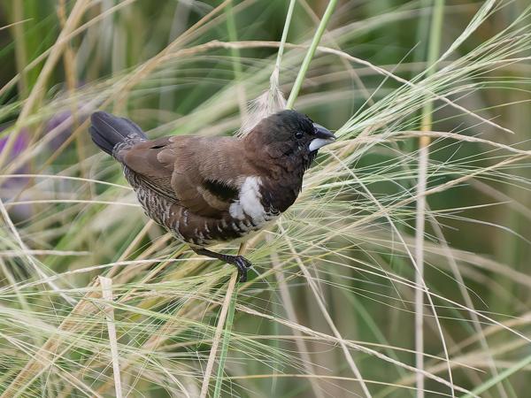 <h3><a href="/trips/tanzania/biota/animalia/chordata/aves/040 passeriformes/115 estrildidae/lonchura cucullata/lonchura cucullata-nl.html">Lonchura&nbsp;cucullata</a> / Bronze&nbsp;mannikin / Gewoon&nbsp;ekstertje</h3>OM-1 Mark II met OLYMPUS M.150-400mm F4.5, 1/500 sec  bij F4.5, ISO 3200, afstand 9.02&nbsp;m